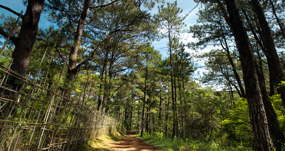 The City of Baguio (Best for Nature Tripping)