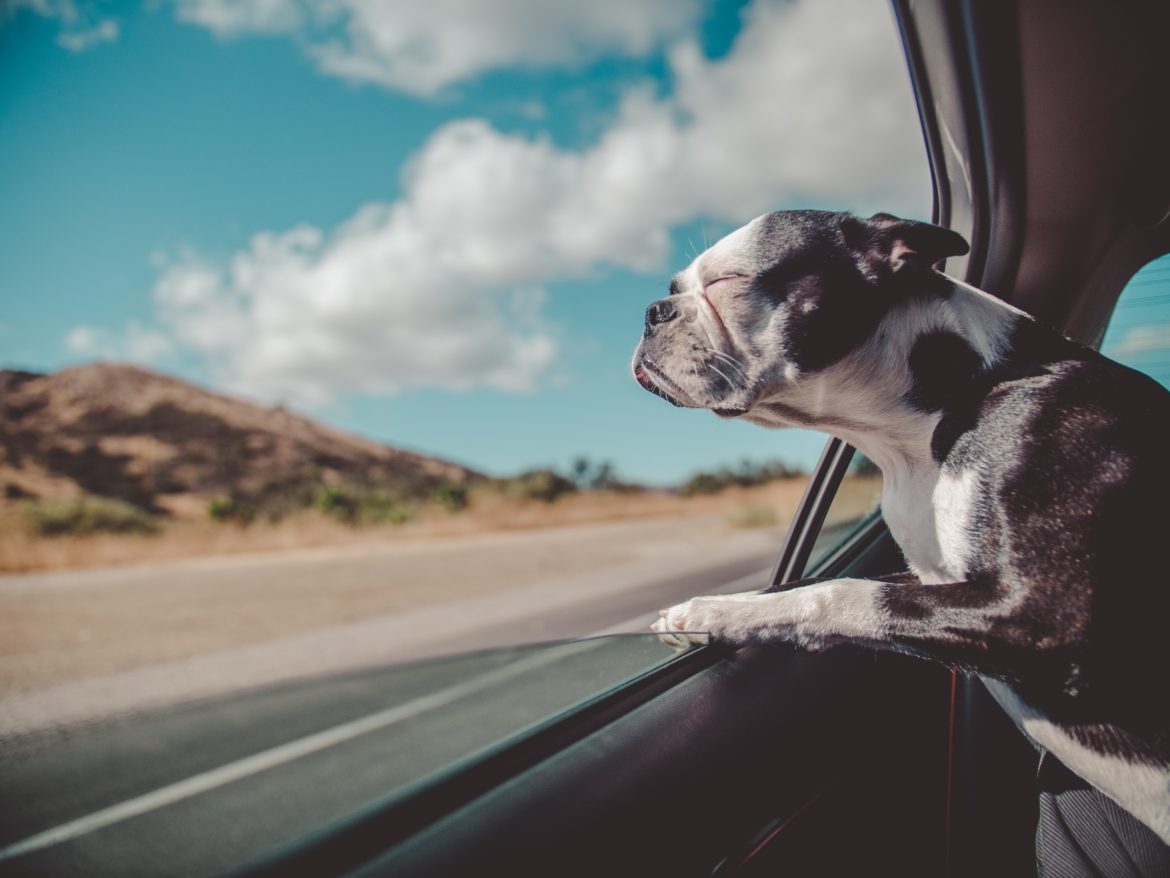 How to Travel in a Car With a Dog